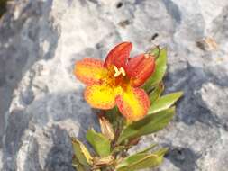 Image of Hemichaena levigata (Robins. & Greenm.) Thieret