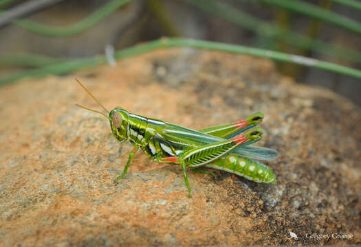 Image of Hesperotettix viridis (Thomas & C. 1872)