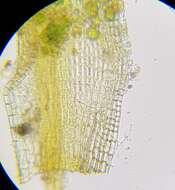 Plancia ëd Trichostomum crispulum Bruch ex F. A. Müller 1829