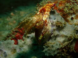 Image of Hypselodoris krakatoa Gosliner & R. F. Johnson 1999