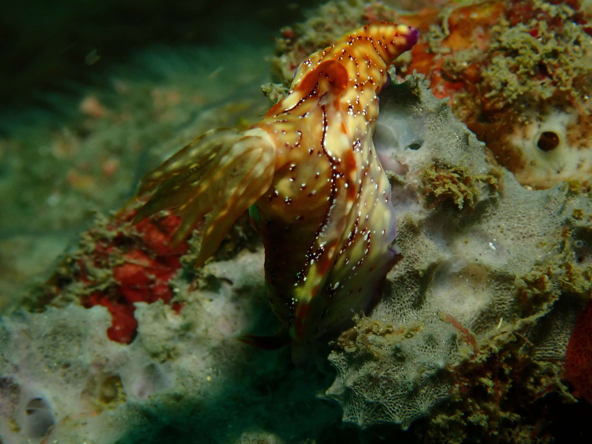 Plancia ëd Hypselodoris krakatoa Gosliner & R. F. Johnson 1999