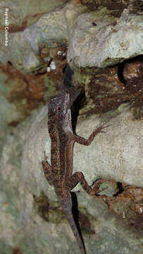 Image of Anolis bicaorum (Köhler 1996)