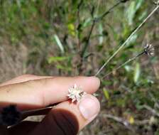 Image of small-leaf squarestem