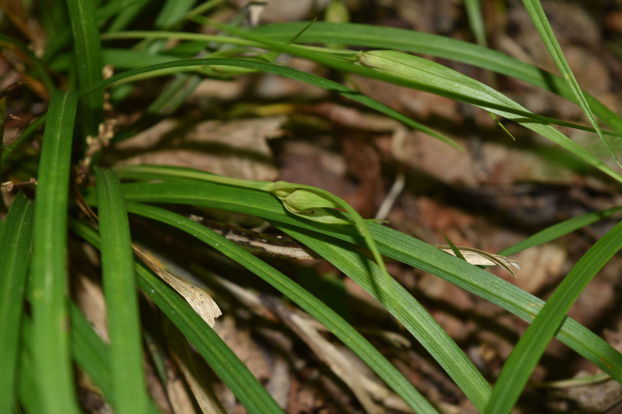 Carex backii Boott resmi