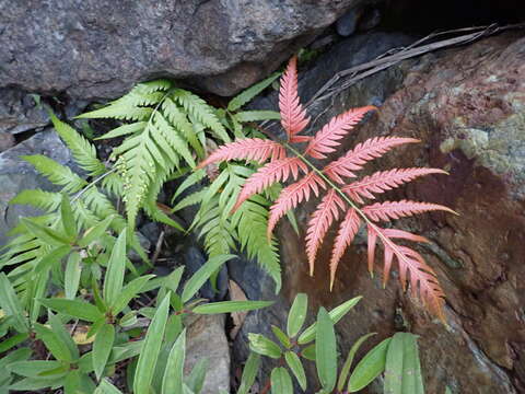 Image of Woodwardia prolifera Hook. & Arn.