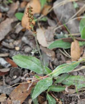 Image of Plantago floccosa Decne.