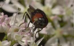 Слика од Chrysogaster cemiteriorum (Linnaeus 1758)