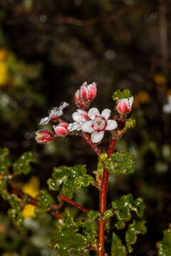 Image of Androcalva pulchella (Turcz.) C. F. Wilkins & Whitlock