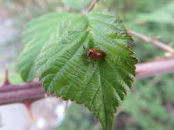 Image of <i>Macrolenes dentipes</i>