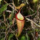 Plancia ëd Nepenthes densiflora Danser