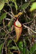 Image of Nepenthes densiflora Danser