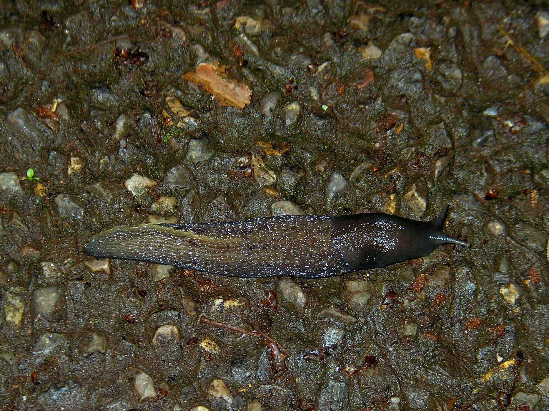 Image of ash-black slug