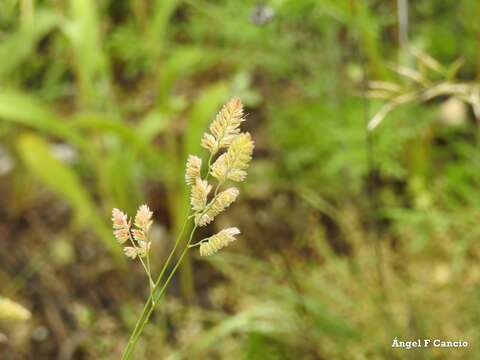 Image of Dactylis glomerata subsp. hispanica (Roth) Nyman