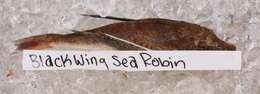 Image of Blackwing Searobin