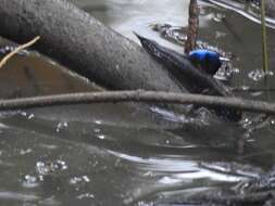 Image of Weber&#39;s mudskipper