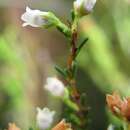 Plancia ëd Erica duthieae L. Bol.