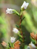 Image of Erica duthieae L. Bol.