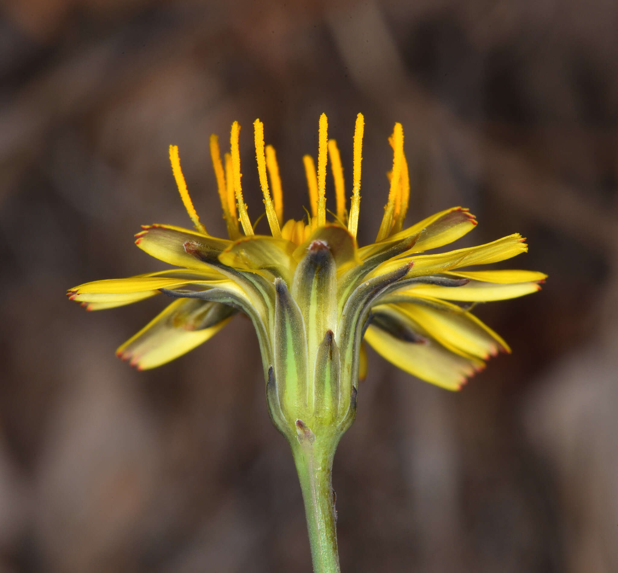 Image of Hairy Cat's-Ear