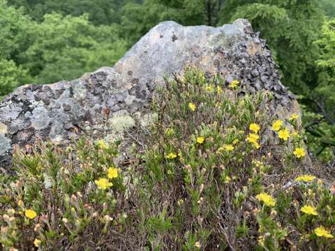 Imagem de Hudsonia montana Nutt.