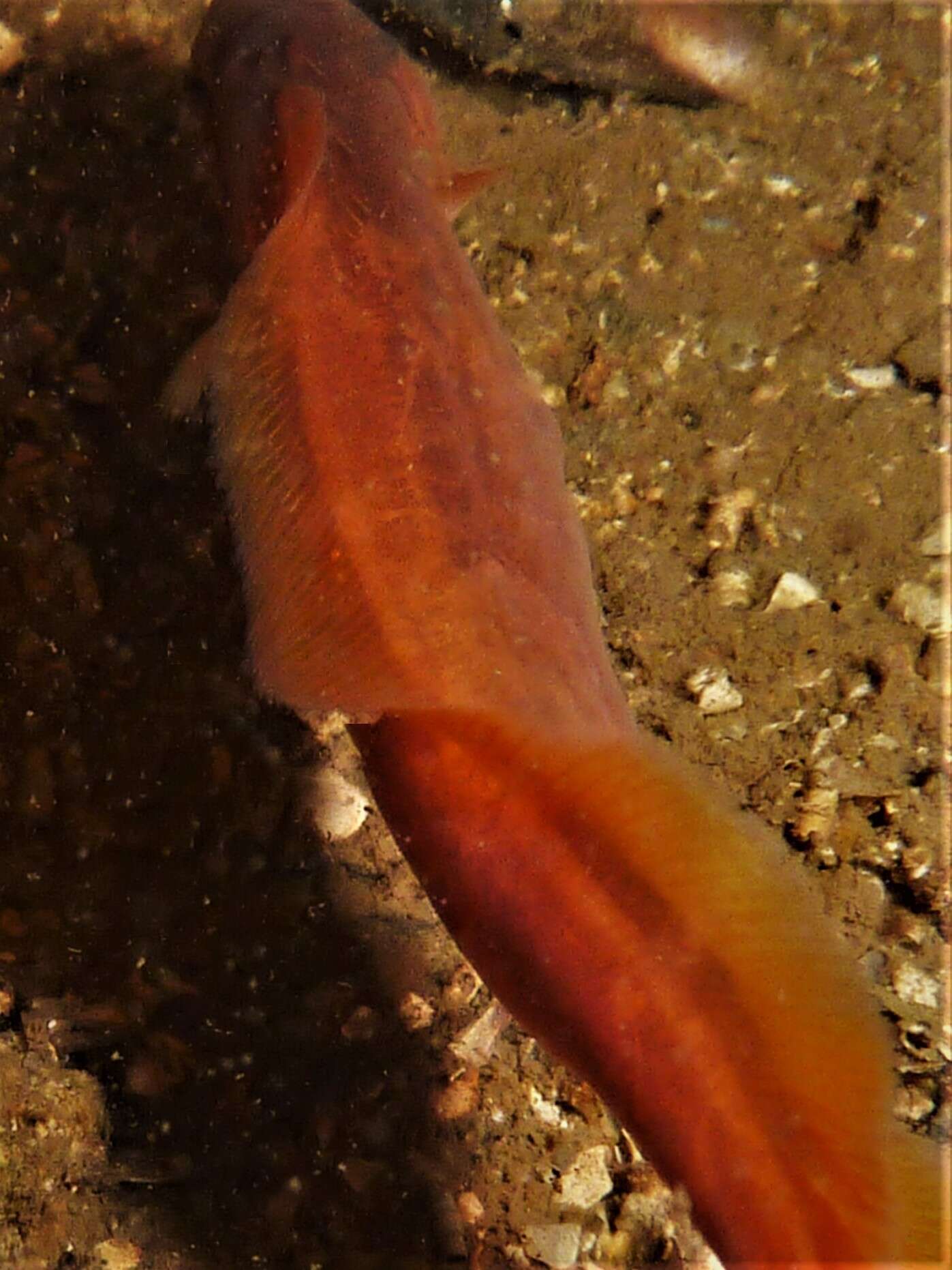 Image of Blindfish