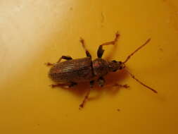 Plancia ëd Phyllobius (Dieletus) argentatus Linnaeus 1758