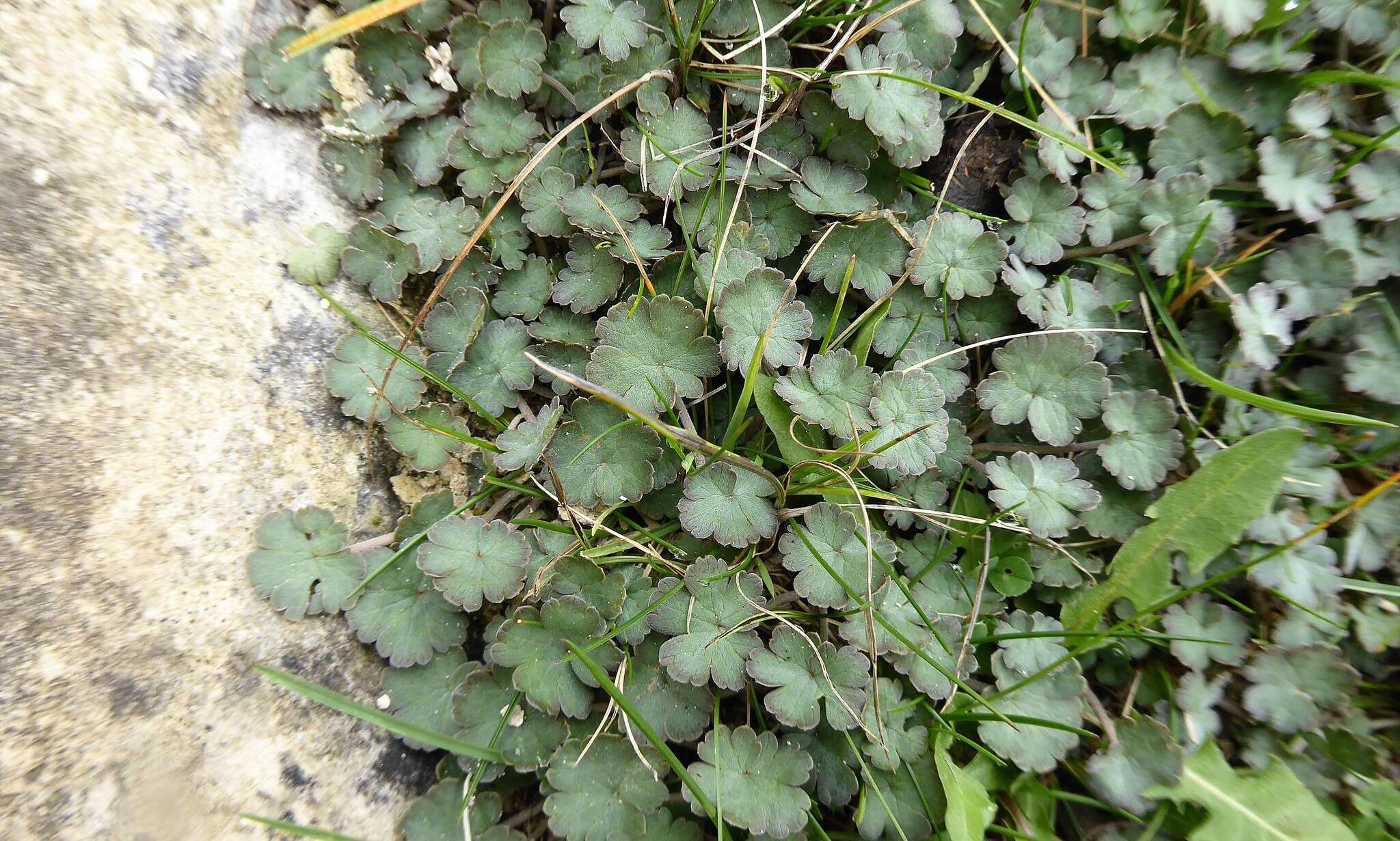 Image of Geranium socolateum