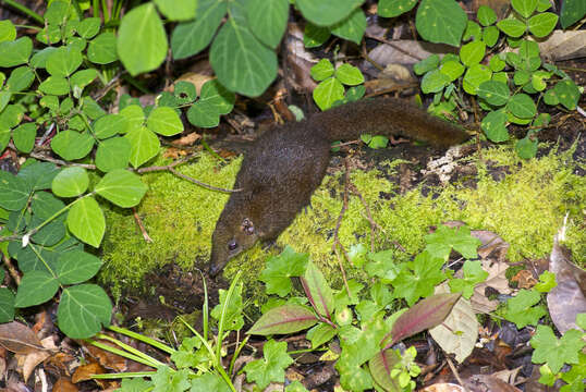 Image of Mountain Tree Shrew