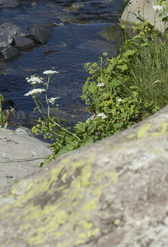 صورة Heracleum apiifolium Boiss.