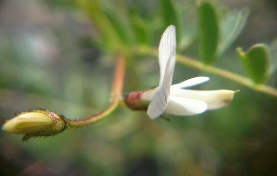 Sivun Astragalus guttatus Banks & Solander kuva