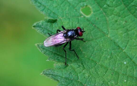 Image of Hydrotaea diabolus (Harris 1780)