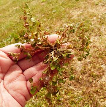 Image of nodding clover