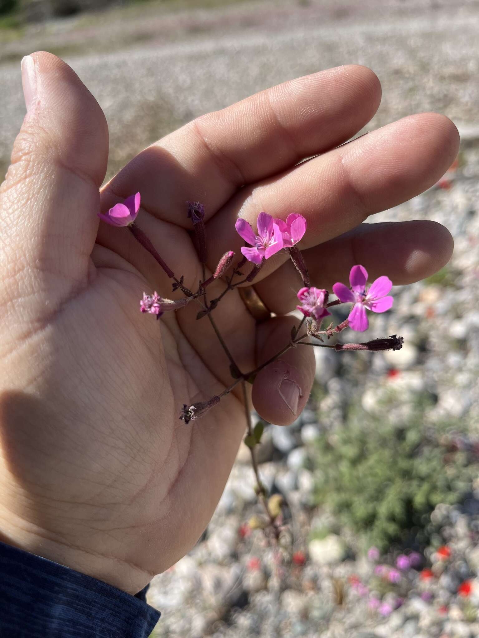 Image of Silene integripetala Bory & Chaub.