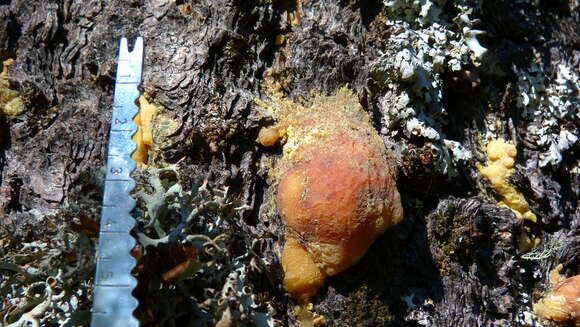 Image of Round-headed Pine Beetle