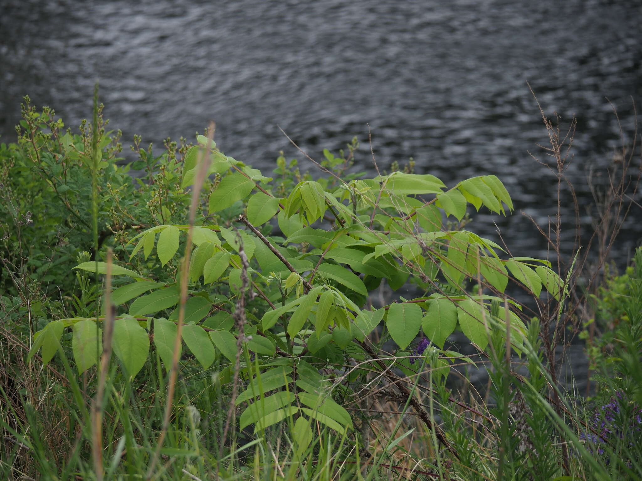 Image of Juglans ailanthifolia Carr.