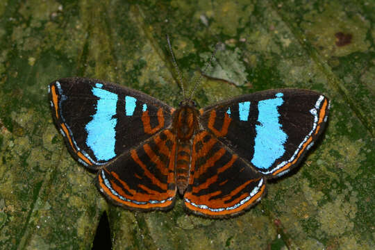 Image of Argyrogrammana glaucopis Bates 1868