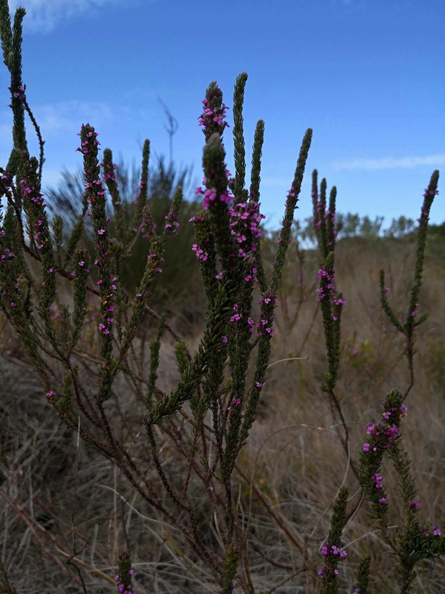 Image of Muraltia mitior (Berg.) Levyns ex Fourc.