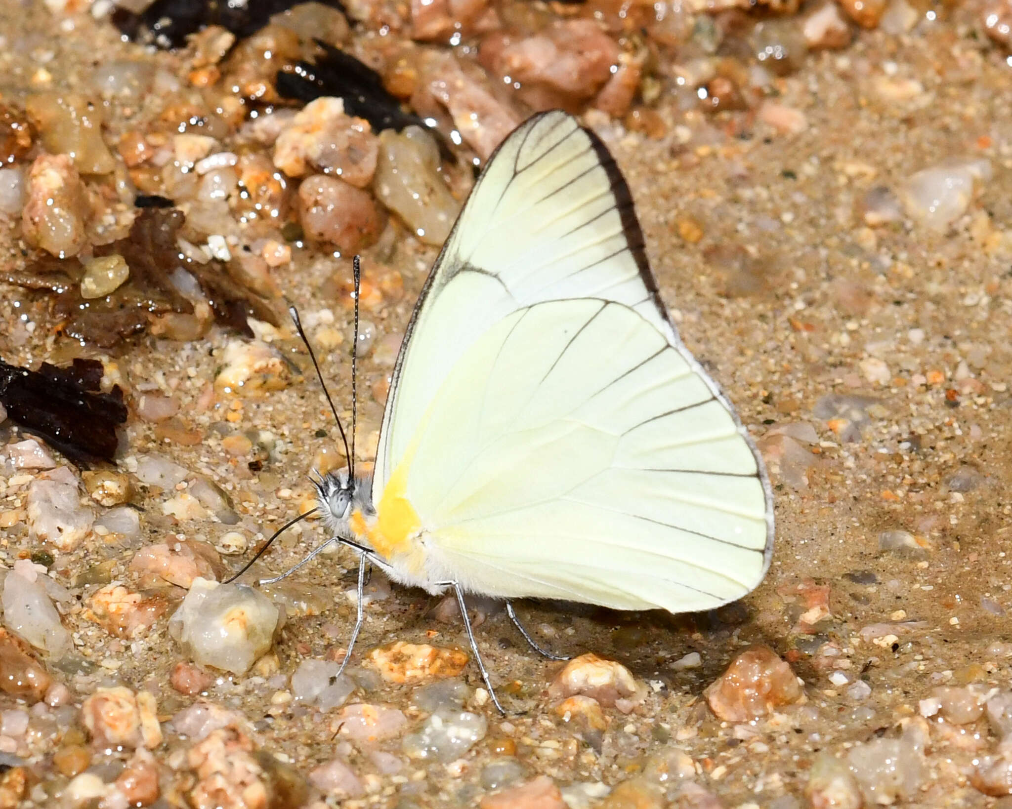 Image of Melete leucadia (Felder & Felder 1862)