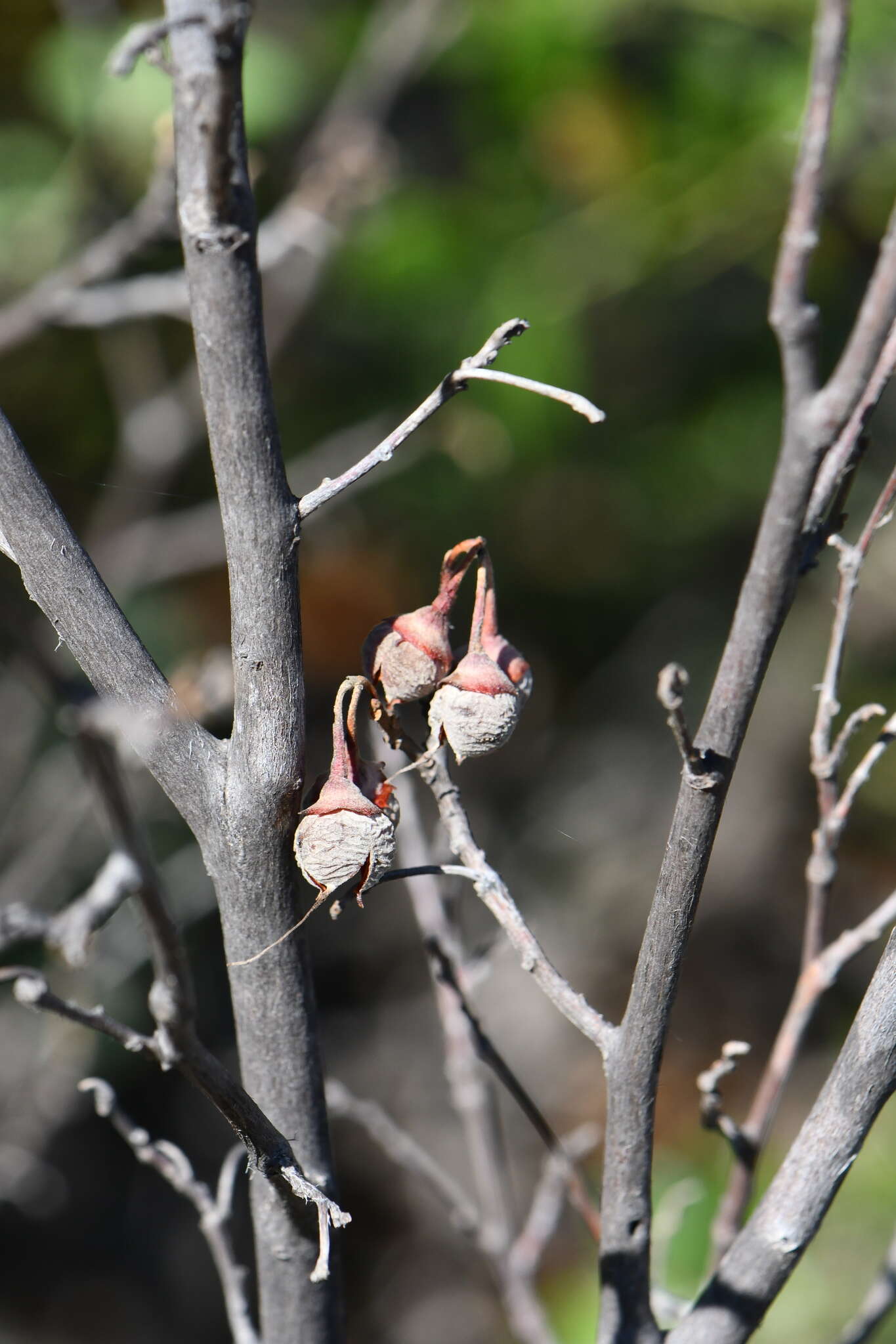 Styrax platanifolius subsp. texanus (Cory) P. W. Fritsch的圖片