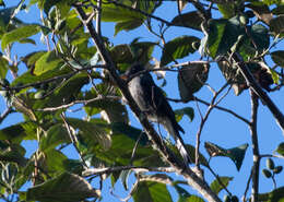 Image of Dark Pewee