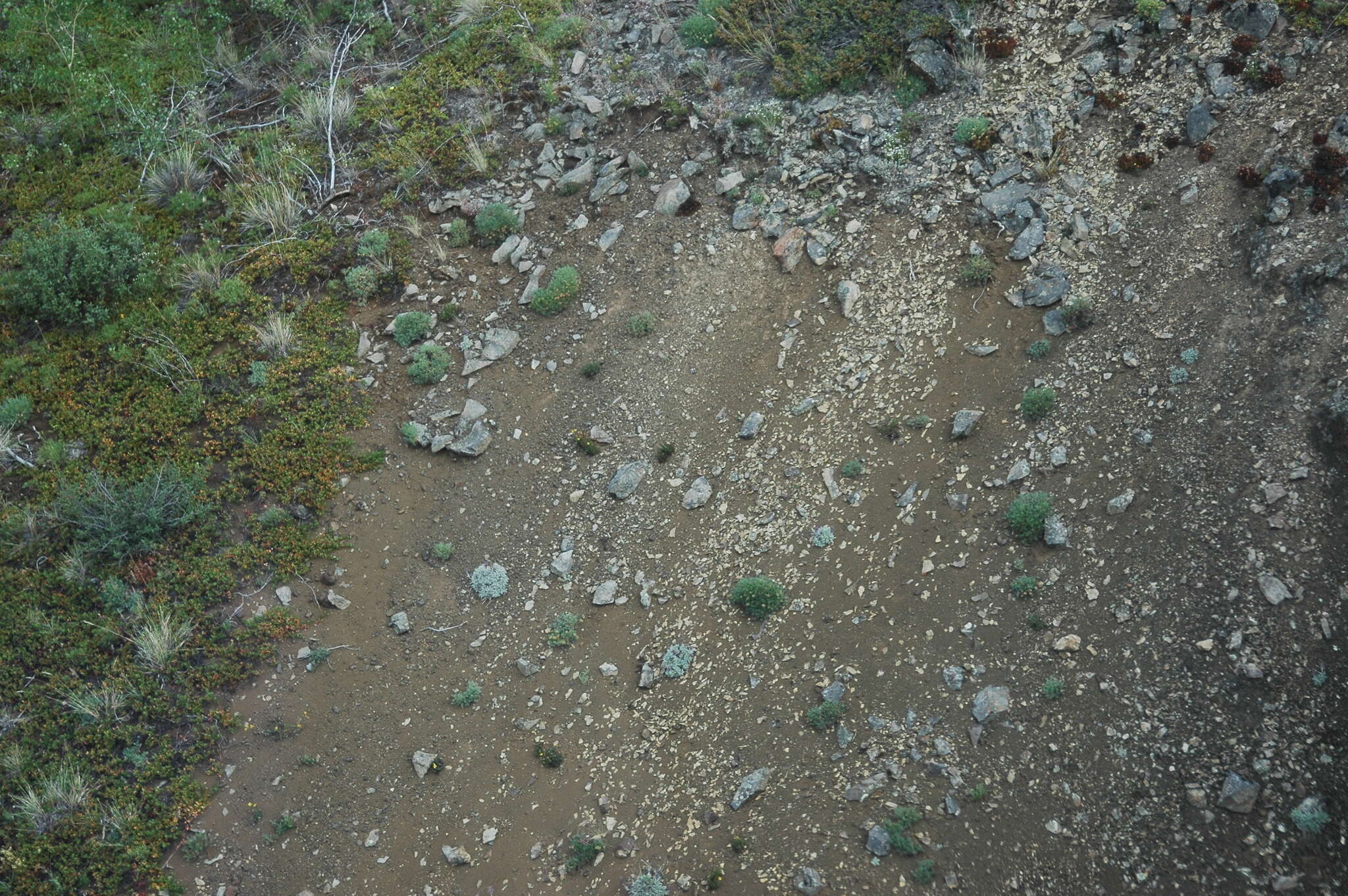 Image of Yukon podistera