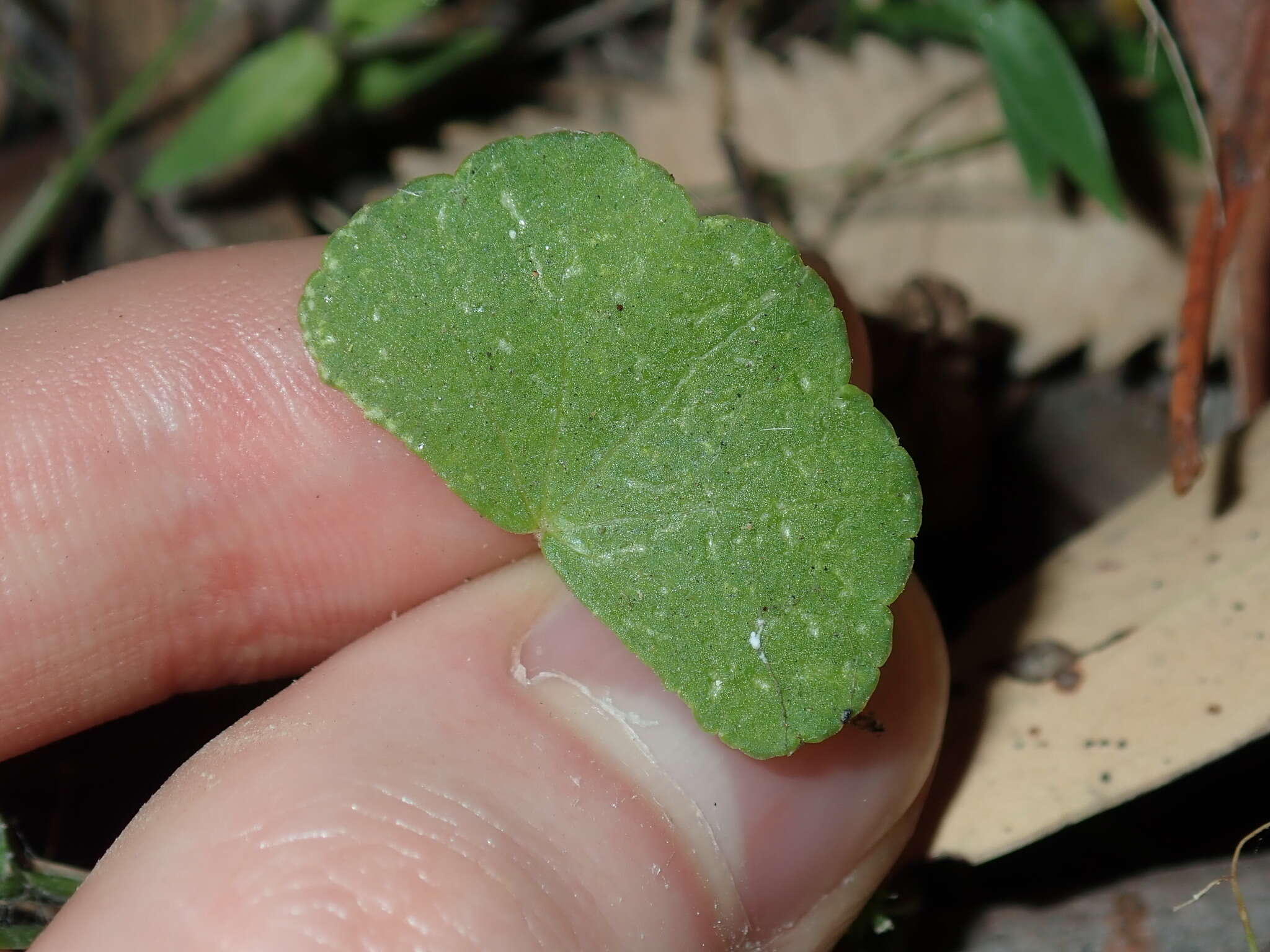 Image de Hydrocotyle hirta R. Br. ex A. Rich.