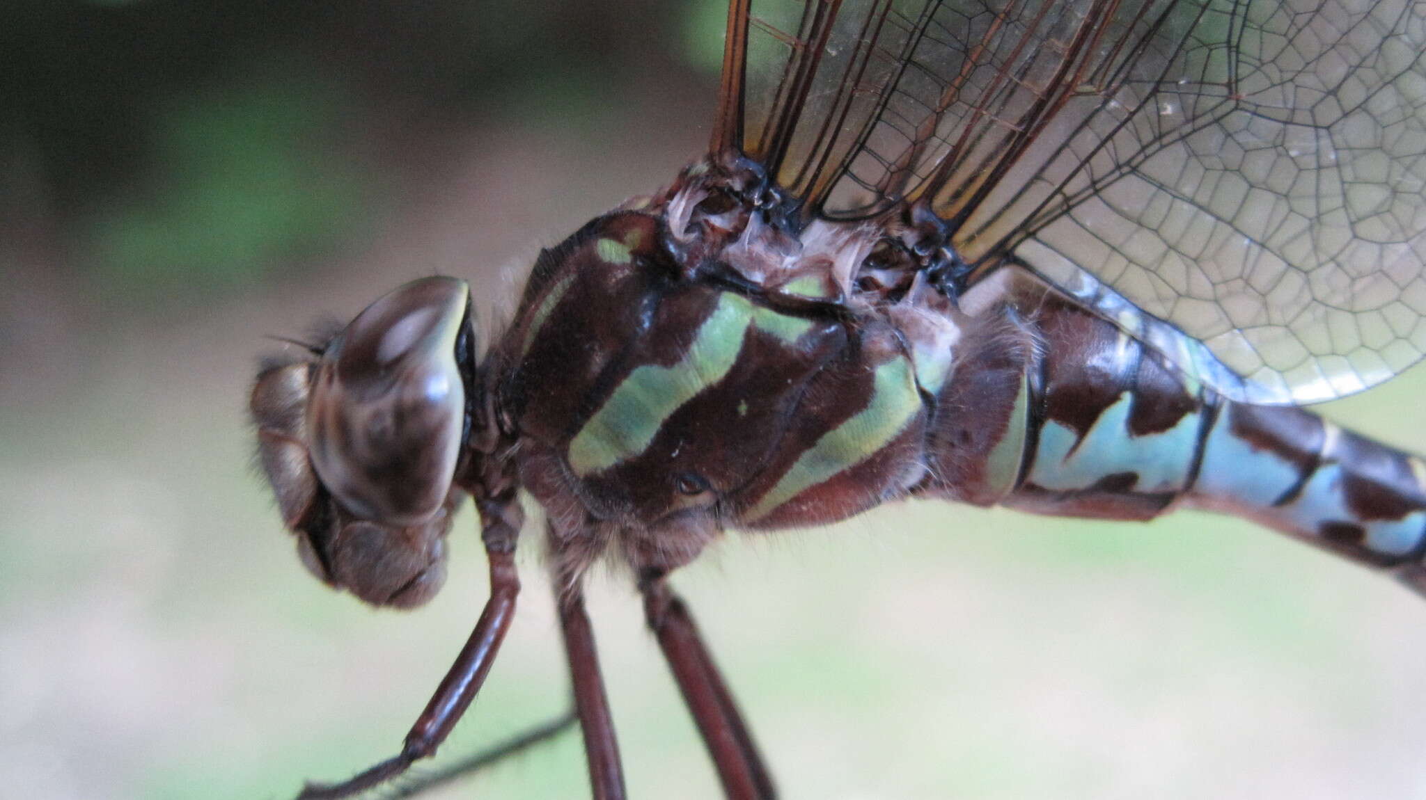 Image of Green-striped Darner