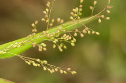 Plancia ëd Isachne distichophylla Munro ex Hillebr.