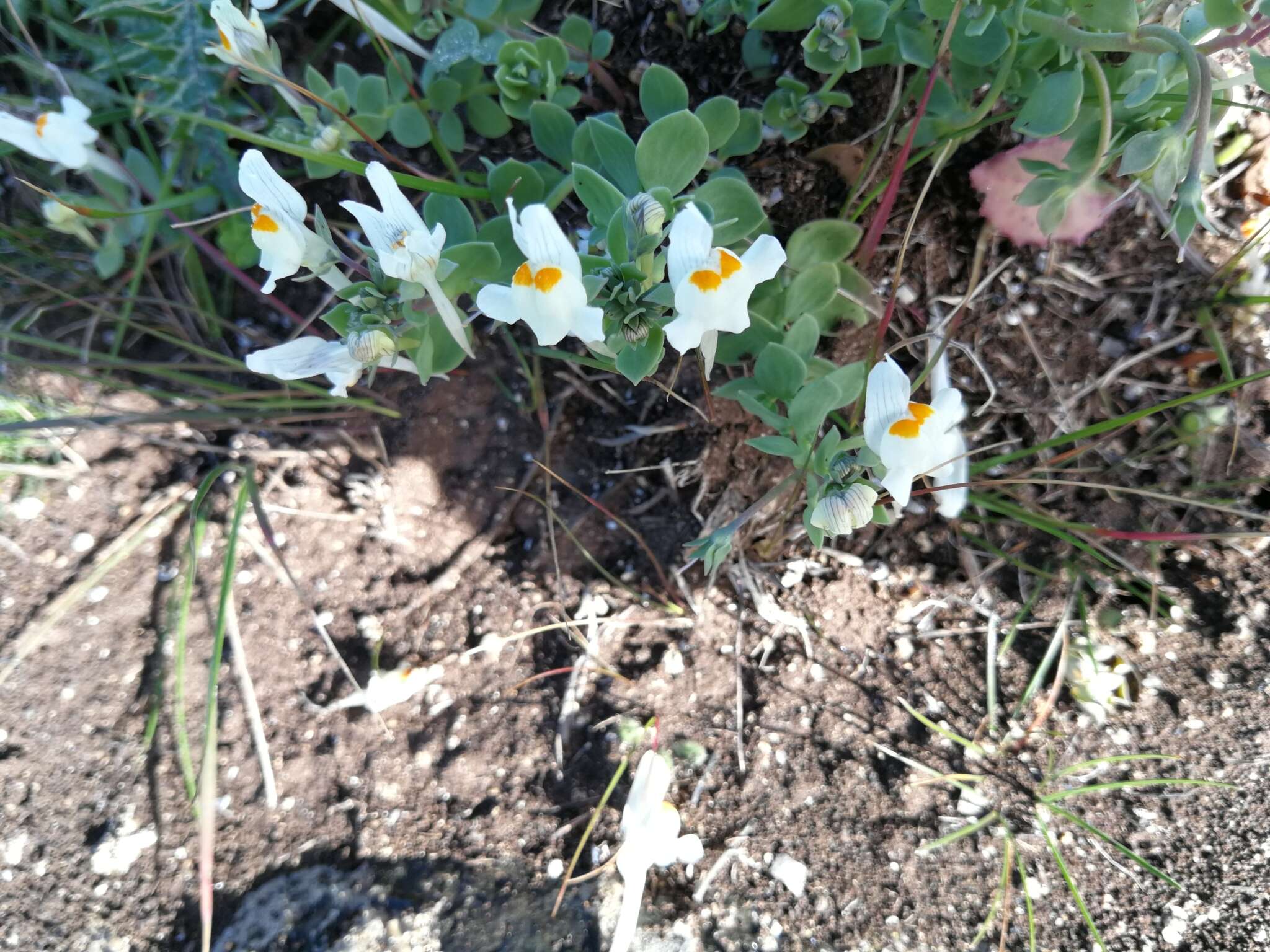 Image de Linaria reflexa (L.) Desf.