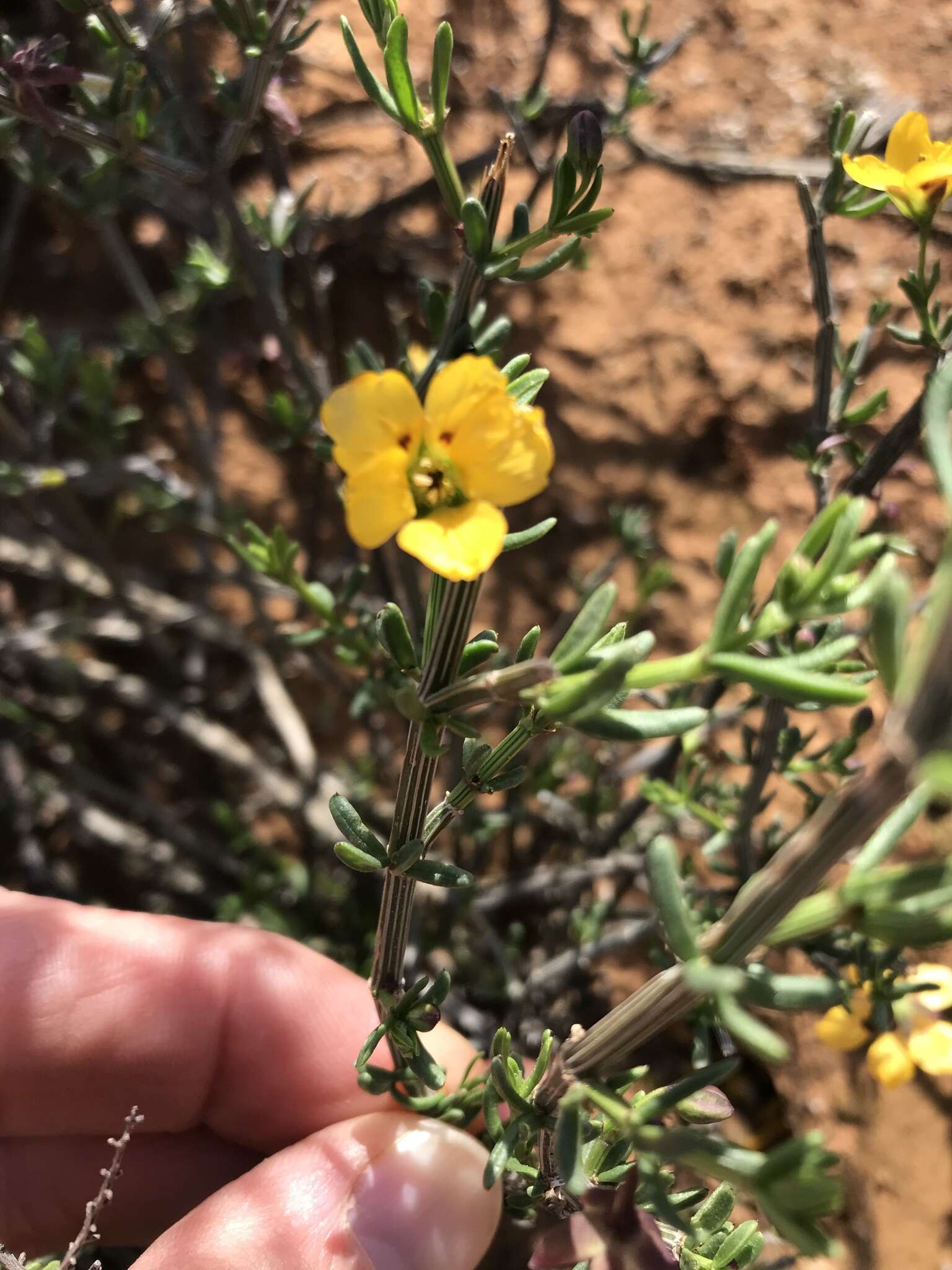 Image of Roepera maculata (Ait.) Beier & Thulin