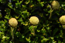 Plancia ëd Leptinella pyrethrifolia (Hook. fil.) D. G. Lloyd & C. J. Webb