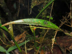 Image de Lepanthes tachirensis Foldats