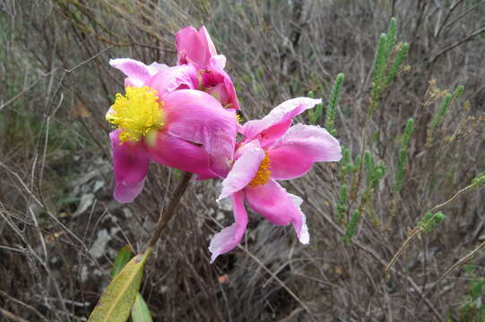 Image of Kielmeyera rubriflora Cambess.