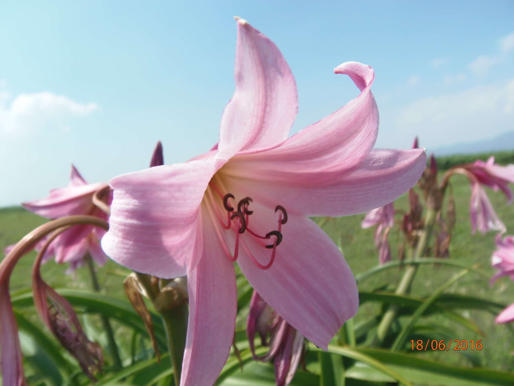 Image of Crinum powellii Baker