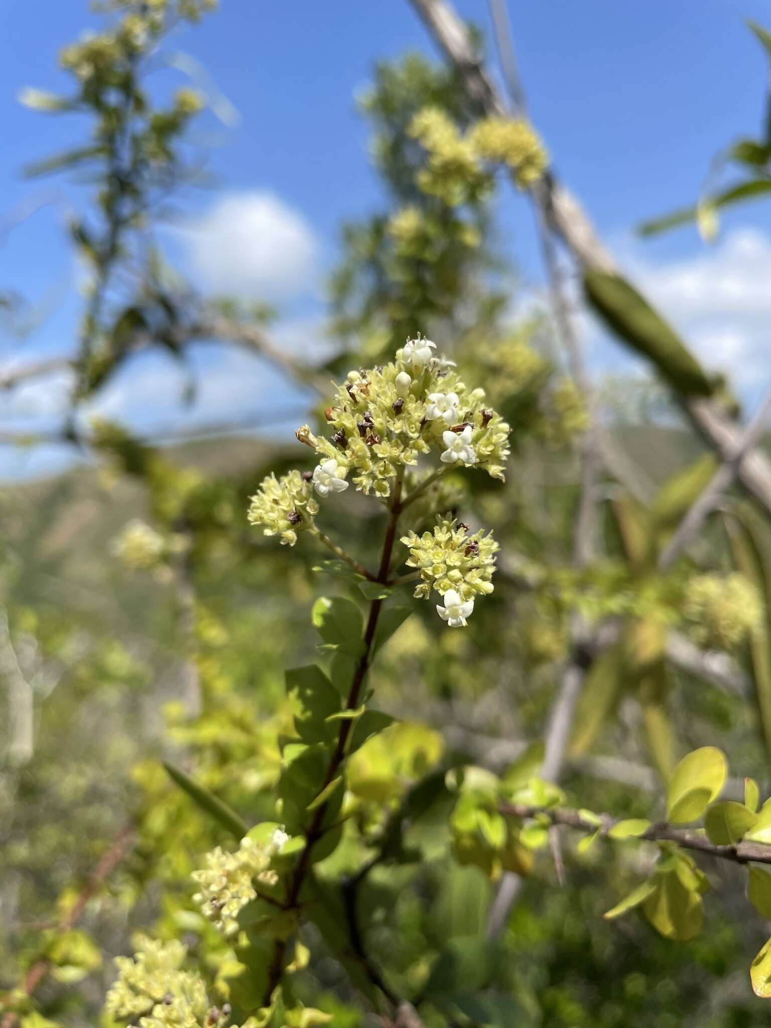 Image of Puerto Rico alfilerillo